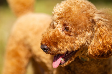 Cute Poodle