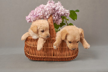 pieski w bzie, w koszu, psinka, młody piesek, przyjaźń, milusiński, milutki, miły ,słodki, sweet, little dogs, pieski w koszu, kundelki, kundel, szczeniaczki, szczeniaczek, kompozycja, domowe, przyjac