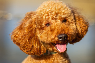 Cute Poodle