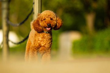 Poodle bokeh