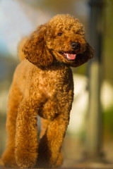 poodle looks to right