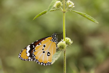 Plain tiger, Danaus sp, Nymphalidae, Manu,Tripura