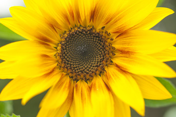 Macro view of sunflower in bloom. Organic and natural flower background.
