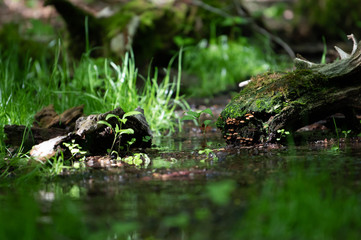 Lake surface int he green forest