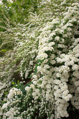 Branches of bushes of blossoming white spiraea in the park.