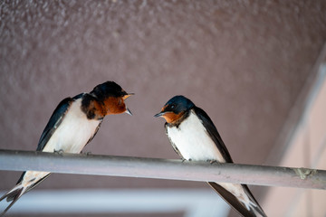 A fighting swallow that you can use to anger your opponent.