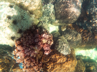 snorkeling in the andaman sea, Thailand