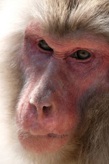 猿の表情