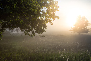 Fototapeta na wymiar beautiful natural summer background. the sun's rays pass through a tree