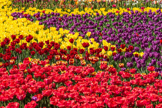 Field with multi-colored tulips - beautiful floral background