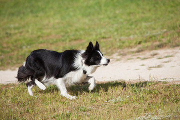 Dog border colie looking at something and ready to go into action