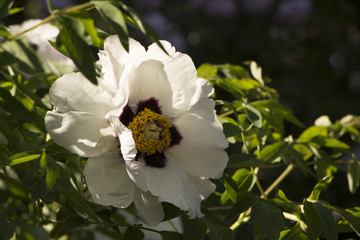 Obraz premium White flower of a tree-like peony Paeonia suffruticosa