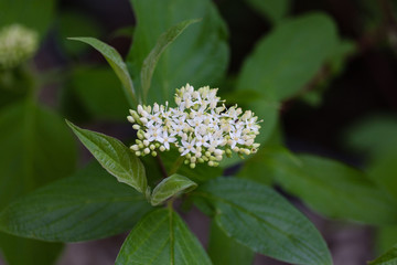 signs of spring blooms appearing on the bushes and shrubs