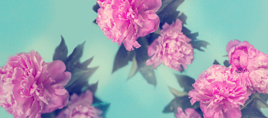 Pink peony flowers on blue background; pastel colors floral background