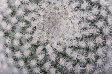Closeup view of green cactus as a background top view, texture 