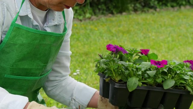 woman potting geranium flowers