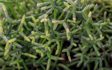 Closeup view of green cactus as a background top view, texture 