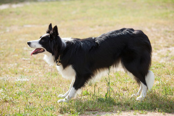 Border Collie looking  something.