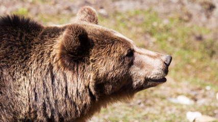 profil de l'ours brun © catalyseur7