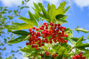 viburnum berry on a bush