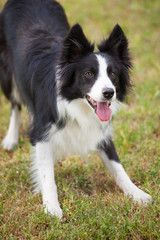 Fototapeta premium Border Collie dog outdoors paying attention.