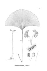 Illustration of fern