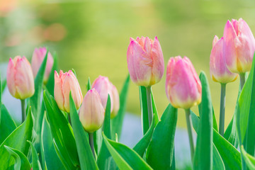 Fototapeta premium close up of blooming pink tulips in spring garden