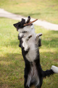 Border Collie Dog Catching A Stick On The Wing