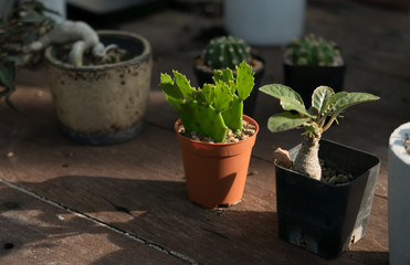 Collection of cactus in Potted, Nature light.