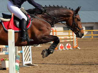 Horse in jumping tournament, rider takes the reins before the jump