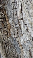 Close up of tree bark