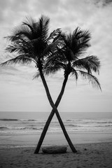 interessante Kokospalmenkreuzung am Strand in Rücken- und Weißton © Siriporn