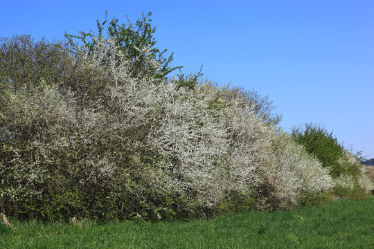 Bl&uuml;hende Schlehenhecke im Fr&uuml;hling