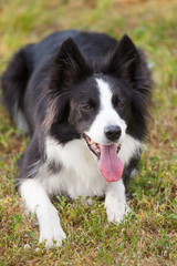 Fototapeta premium Border Collie pies na zewnątrz z wystawionym językiem.