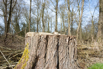 Tree stump in the forest