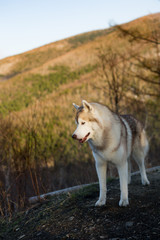 Naklejka na ściany i meble Portrait of gorgeous beige and white Siberian Husky dog standing in the forest at sunset on colorful mountains background.