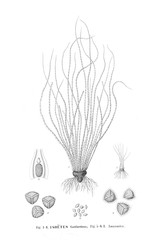 Illustration of fern