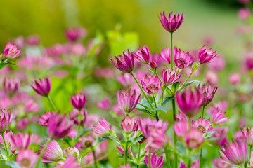 Great masterwort, Astrantia major. Meadow full of ultra violet flowers head.