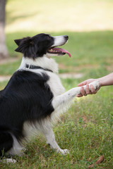 Border Collie giving the leg to someone