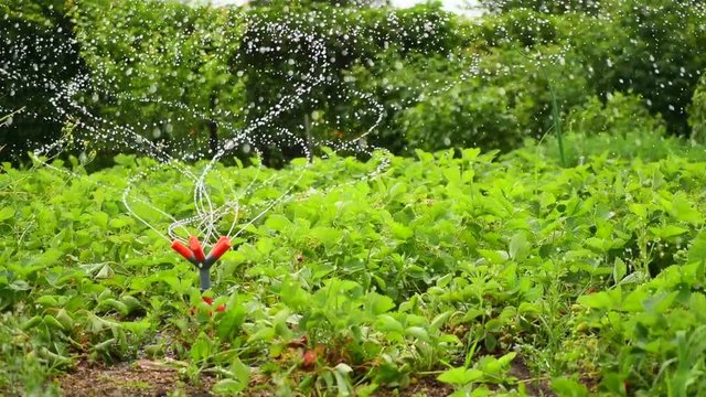 Sprinkler in the garden watering plants. Slowmotion
