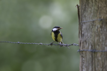 Mésange charbonnière