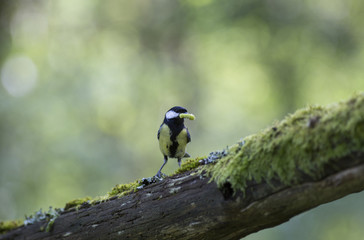 Mésange charbonnière