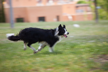 Border dog running at great speed. Photo moved