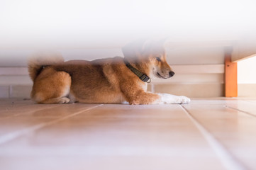 The Cute Shiba Inu, indoor shooting