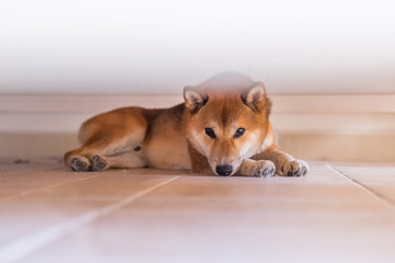 The Cute Shiba Inu, indoor shooting