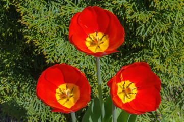 Close up macro beautiful red tulip flower