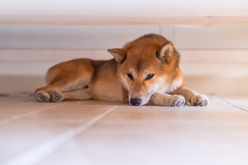 The Cute Shiba Inu, indoor shooting