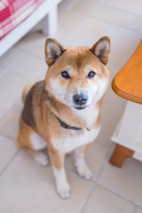 The Cute Shiba Inu, indoor shooting