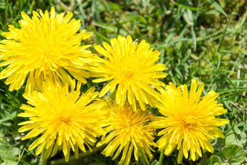 Yellow flowers in the meadow