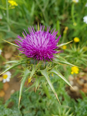 Cardo selvatico in fiore